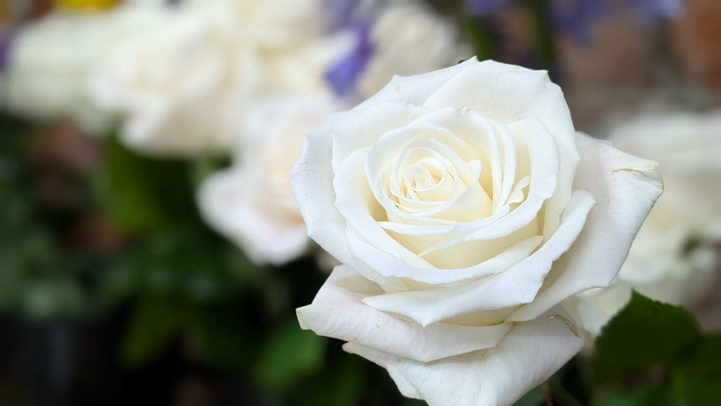 A perfect white rose symbolises Love